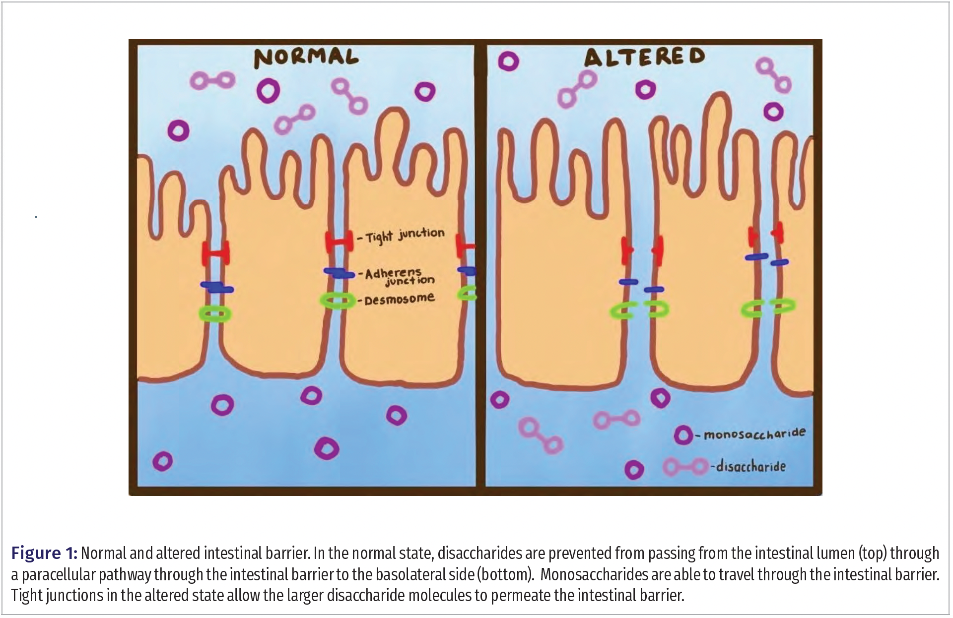 An LCMS/MS Method for the Evaluation of Intestinal Permeability in Blood Plasma | LCGC International An LCMS/MS Method for the Evaluation of Intestinal Permeability in Blood Plasma | LCGC International