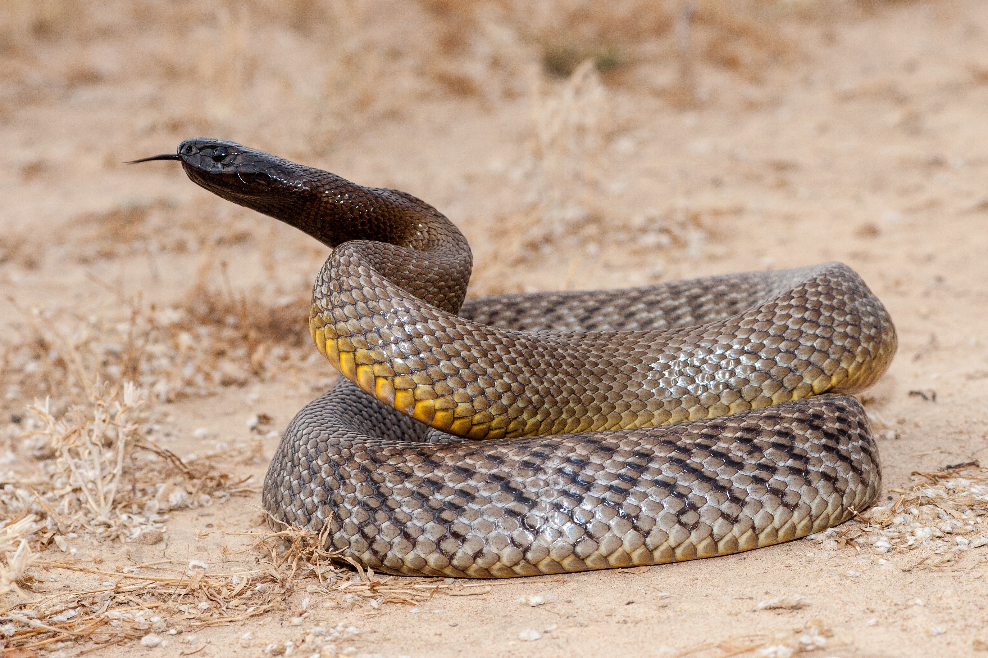 Inland Taipan | Image Credit: © Ken Griffiths - stock.adobe.com