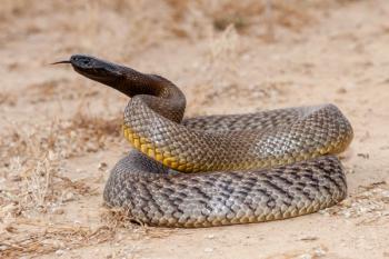 Inland Taipan | Image Credit: © Ken Griffiths - stock.adobe.com