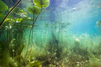 Beautiful yellow Water lily (nuphar lutea) in the clear pound. Underwater shot in the lake. Nature habitat. | Image Credit: © Rostislav - stock.adobe.com