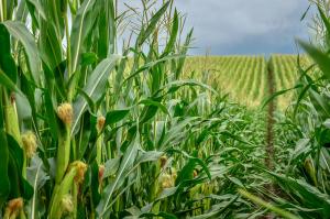 GC–MS Maps Sugar Compounds in Sweet Corn