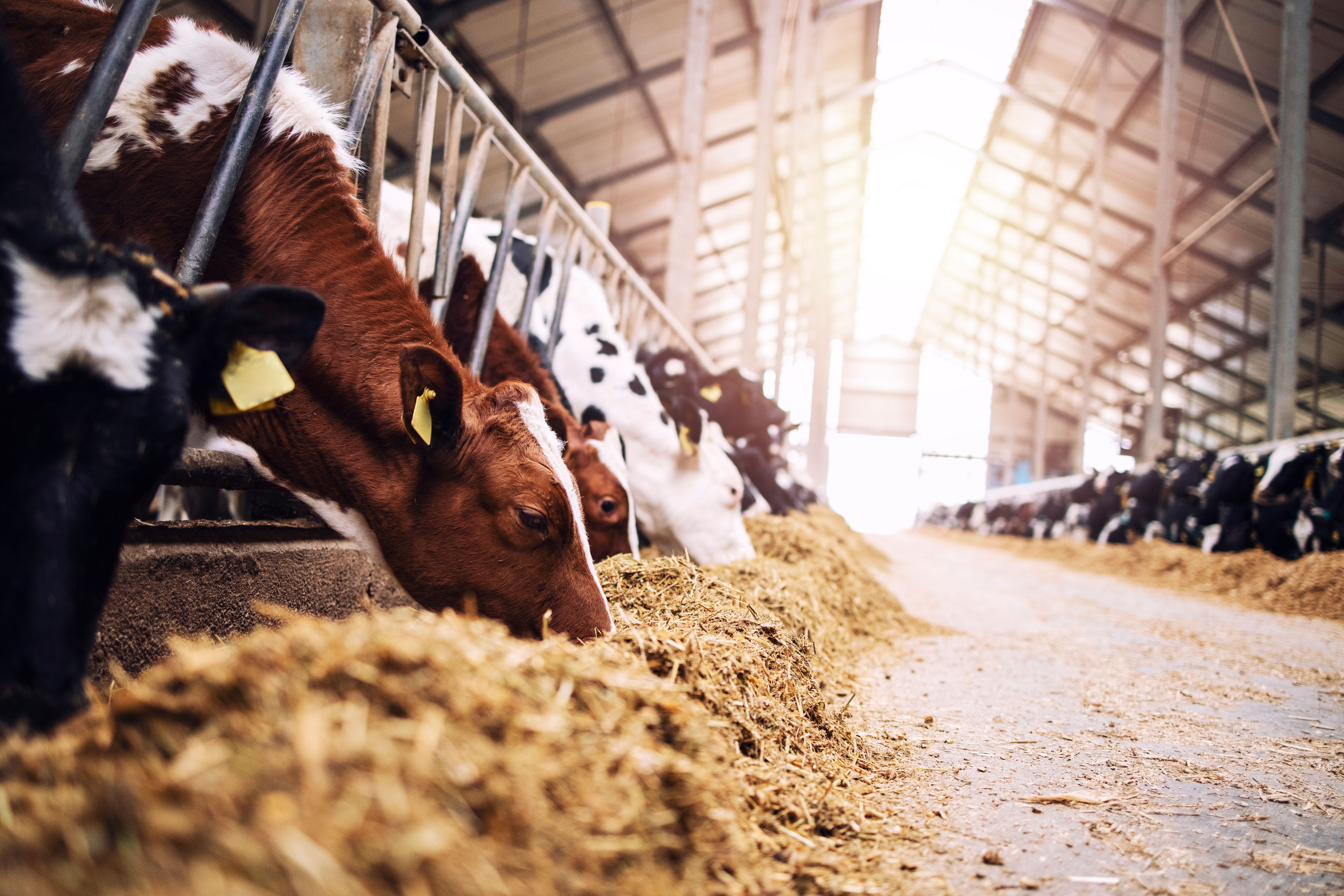 Group of cows at cowshed eating hay or fodder on dairy farm. | Image Credit: © littlewolf1989 - stock.adobe.com