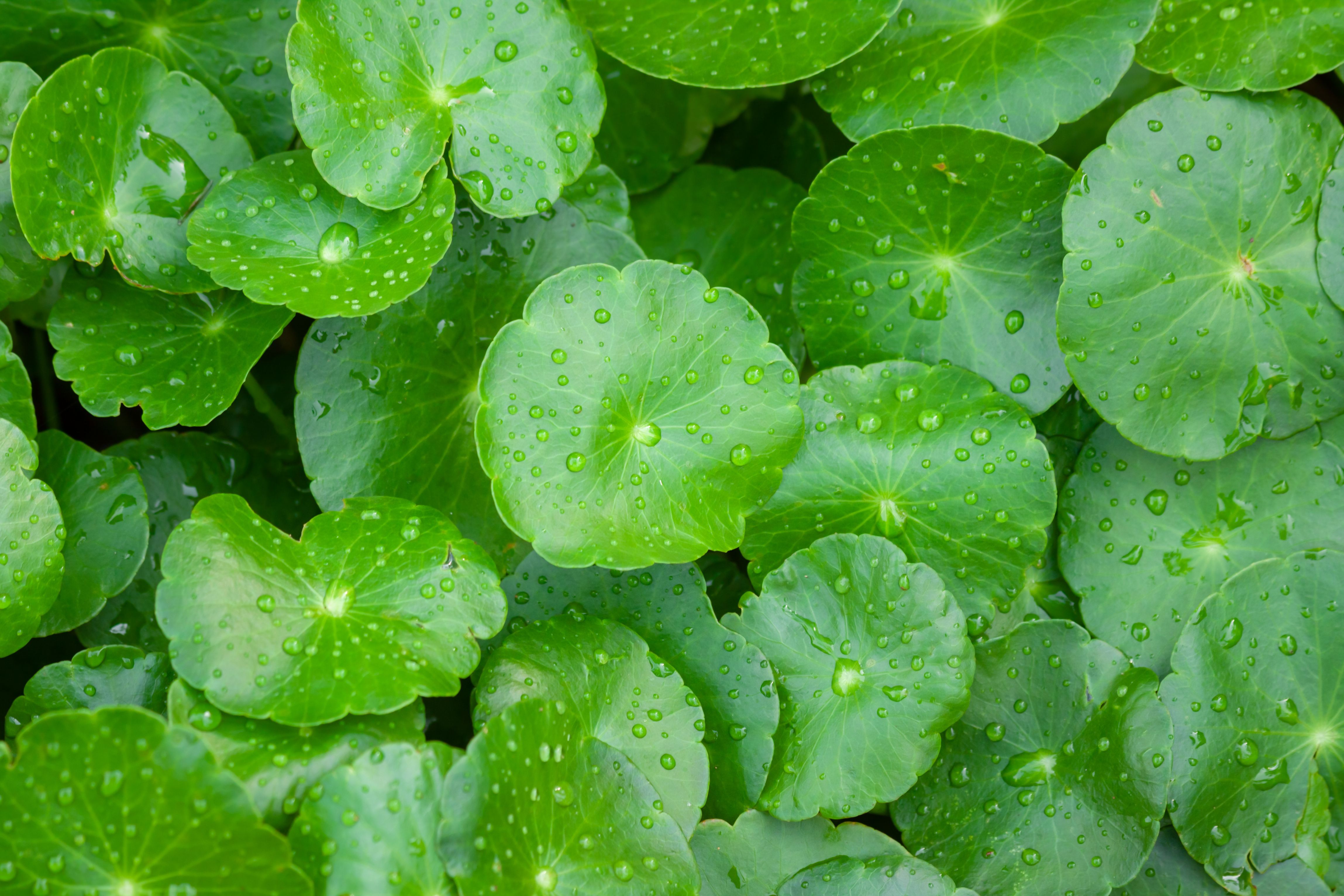 Centella asiatica or gotu kola | Image Credit: © voranat - stock.adobe.com