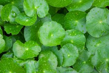 Centella asiatica or gotu kola | Image Credit: © voranat - stock.adobe.com
