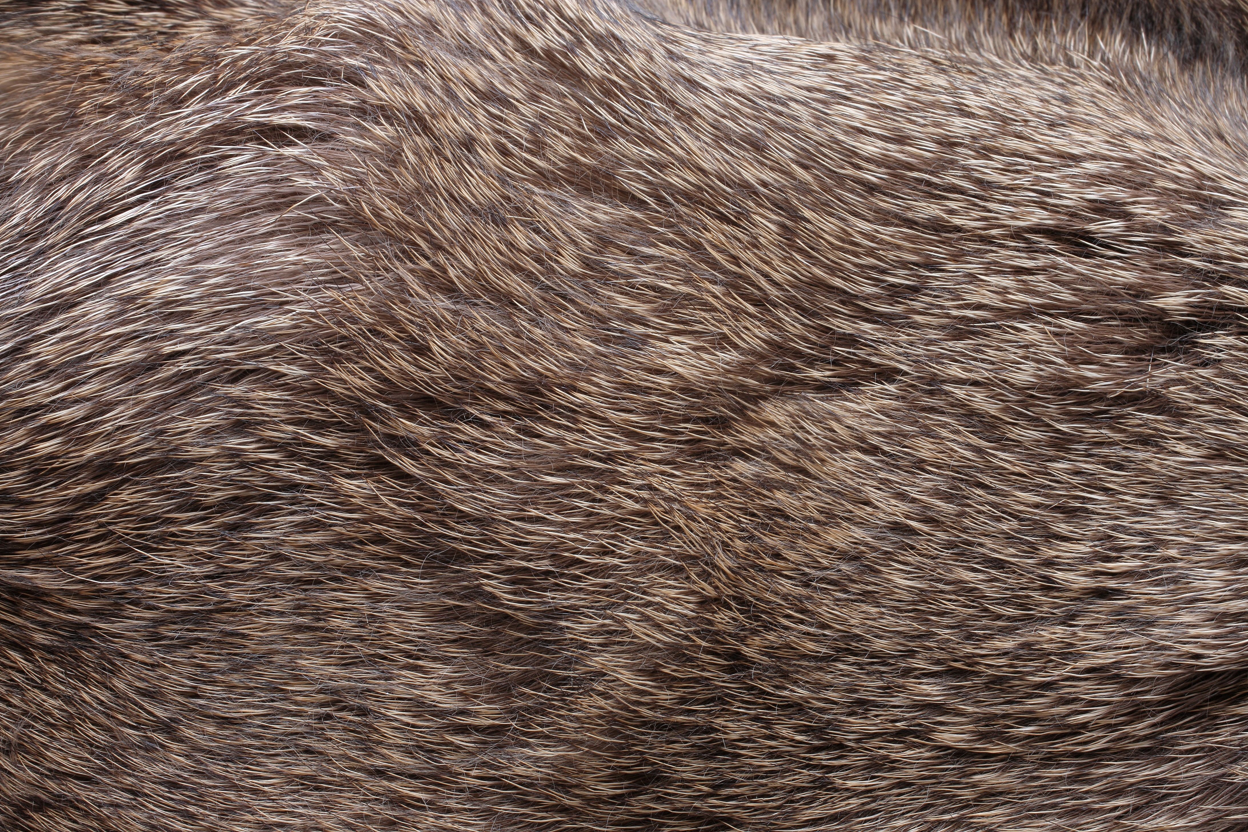 animal hair | Image Credit: © Esther - stock.adobe.com