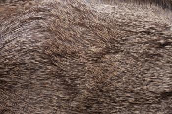 animal hair | Image Credit: © Esther - stock.adobe.com