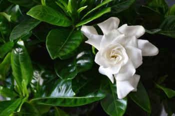 Close up of white gardenia flower. Blooming Cape Jasmine. The Gardenia Jasminoides. | Image Credit: © izzzy71 - stock.adobe.com