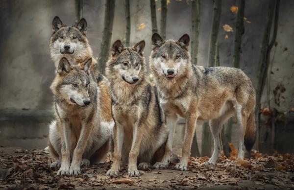 UHPLC-MS/MS Measures Stress Hormones in Wolf Hair