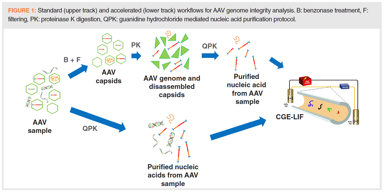 Rapid Adeno Associated Virus Genome Integrity Analysis By Capillary Gel Electrophoresis Rapid Adeno Associated Virus Genome Integrity Analysis By Capillary Gel Electrophoresis