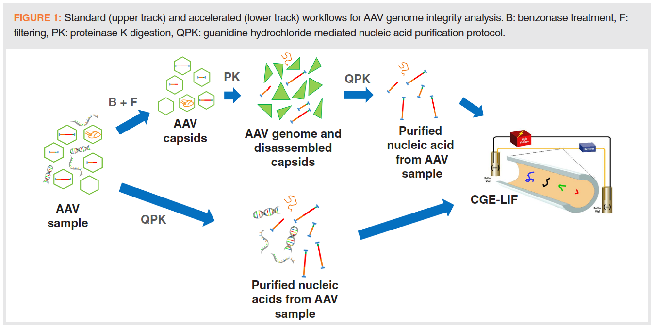 Rapid Adeno Associated Virus Genome Integrity Analysis By Capillary Gel Electrophoresis