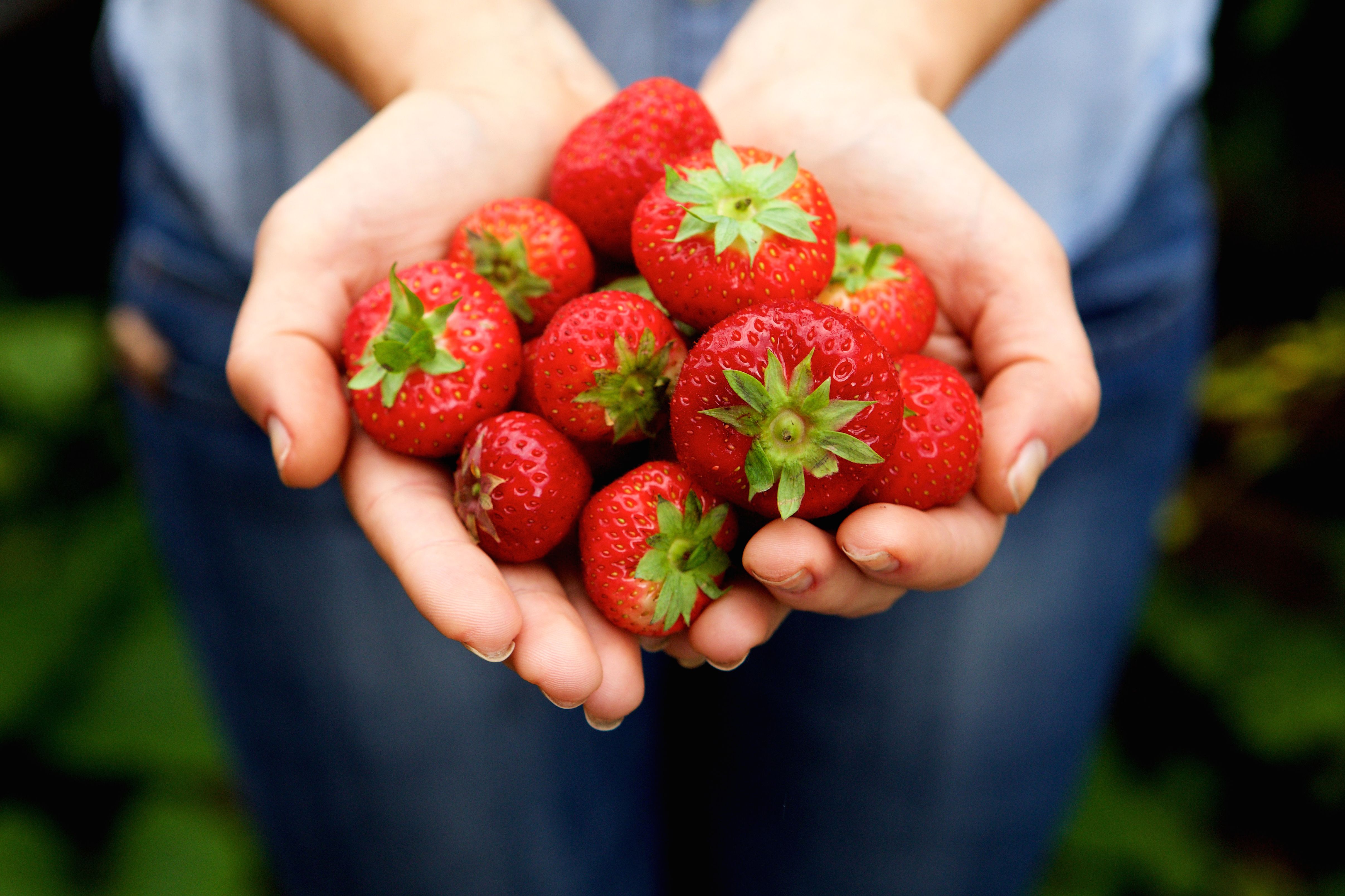 GC-MS Analysis Unveils Flavor Profiles in Strawberries | LCGC International
