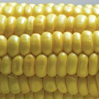 09corn-724661-1408614666619.jpg