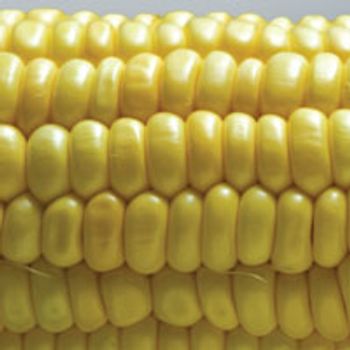 09corn-724661-1408614666619.jpg