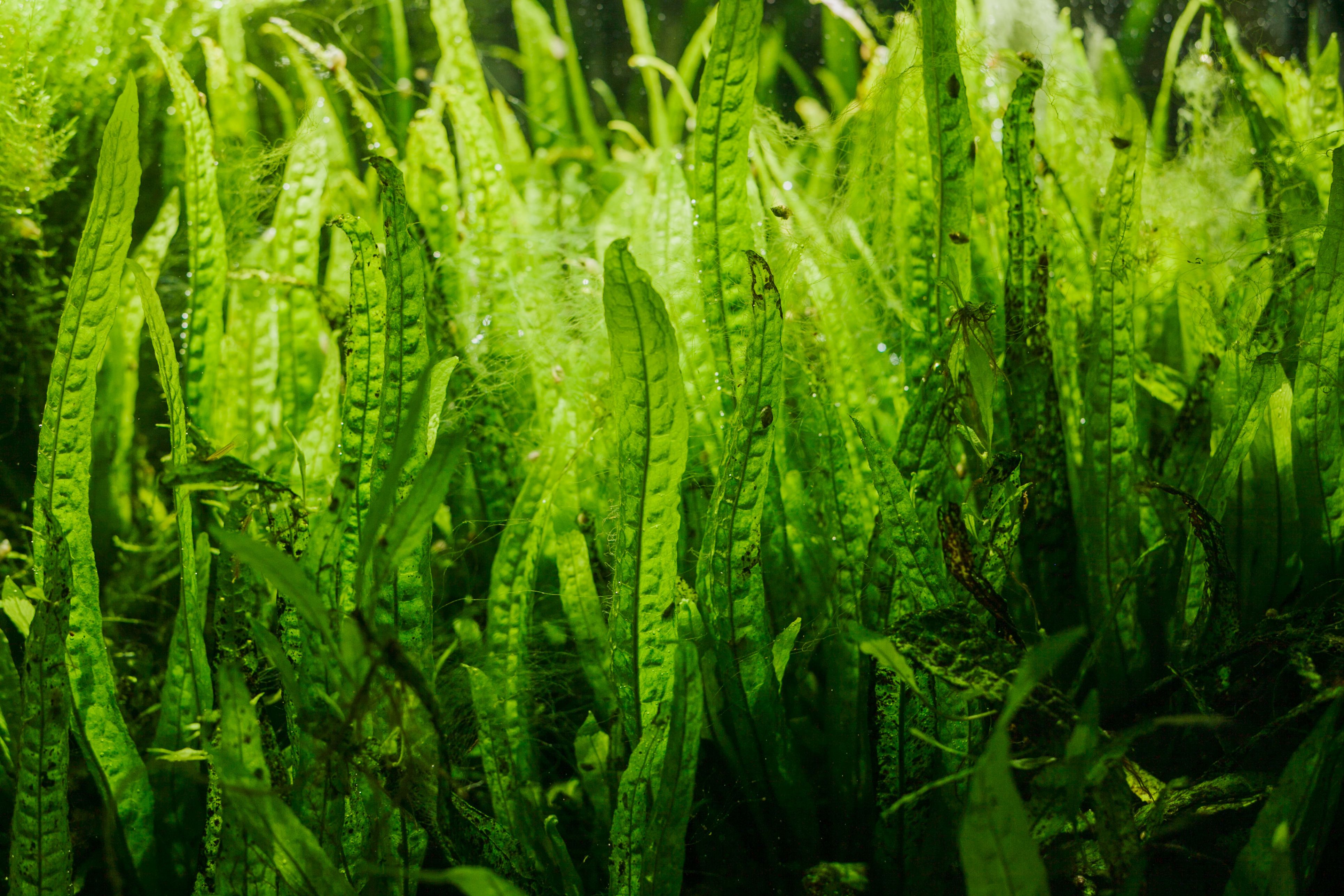 Details of Aquarium Algae or Green Seaweed | Image Credit: © Nastya Tepikina - stock.adobe.com