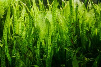 Details of Aquarium Algae or Green Seaweed | Image Credit: © Nastya Tepikina - stock.adobe.com