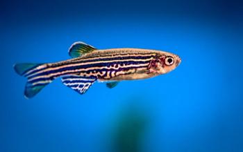 aquarium fish, zebrafish on a blue background | Image Credit: © peter verreussel - stock.adobe.com