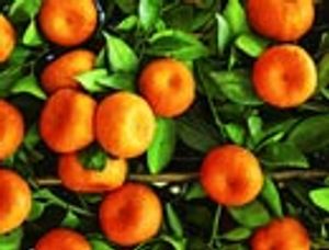 An Accurate-Mass Database for Screening Pesticide Residues in Fruits and Vegetables by Gas Chromatography–Time-of-Flight Mass Spectrometry