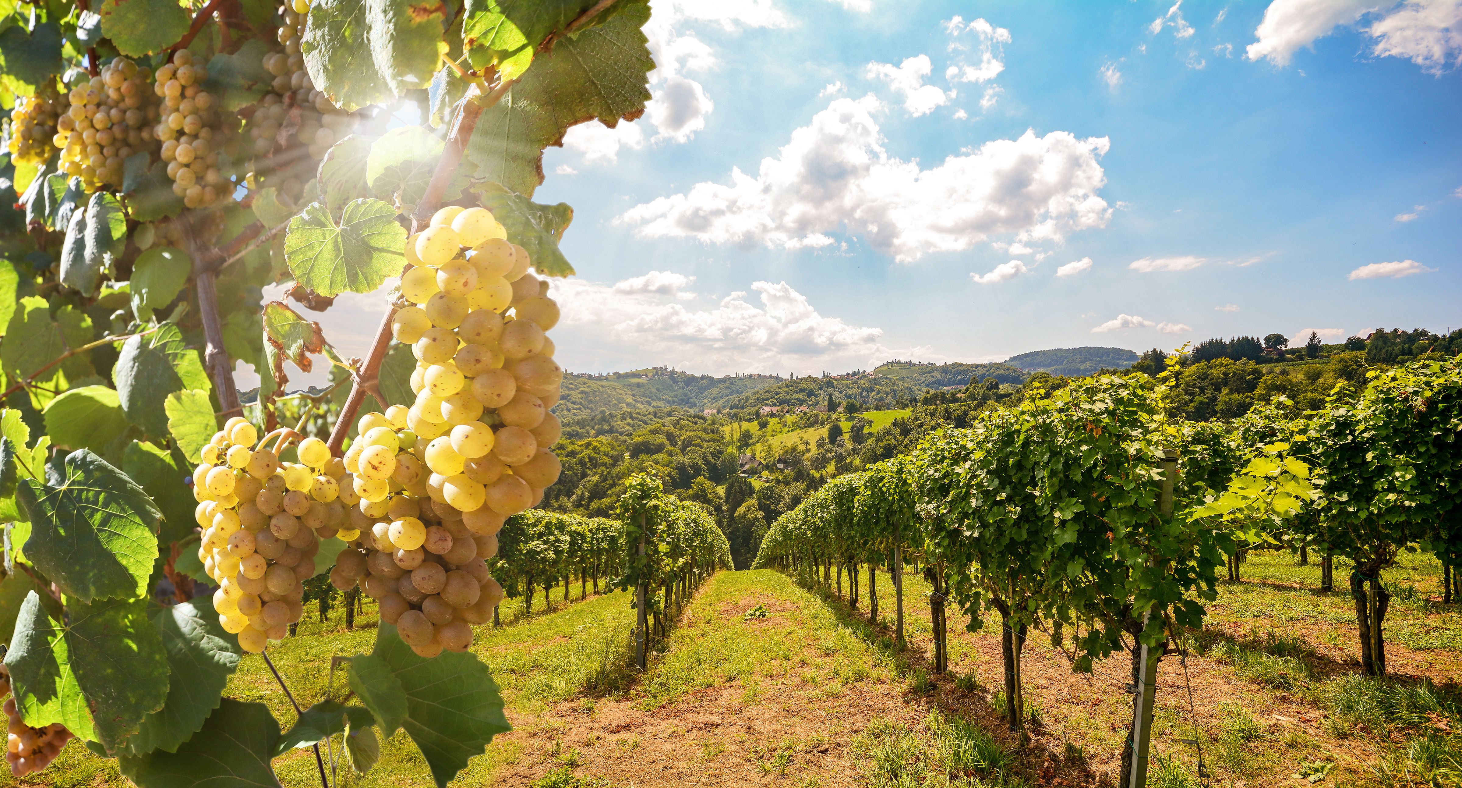 Fffeff Profiling Amino Acids in Wine Grapes with UHPLC-FLD | LCGC International