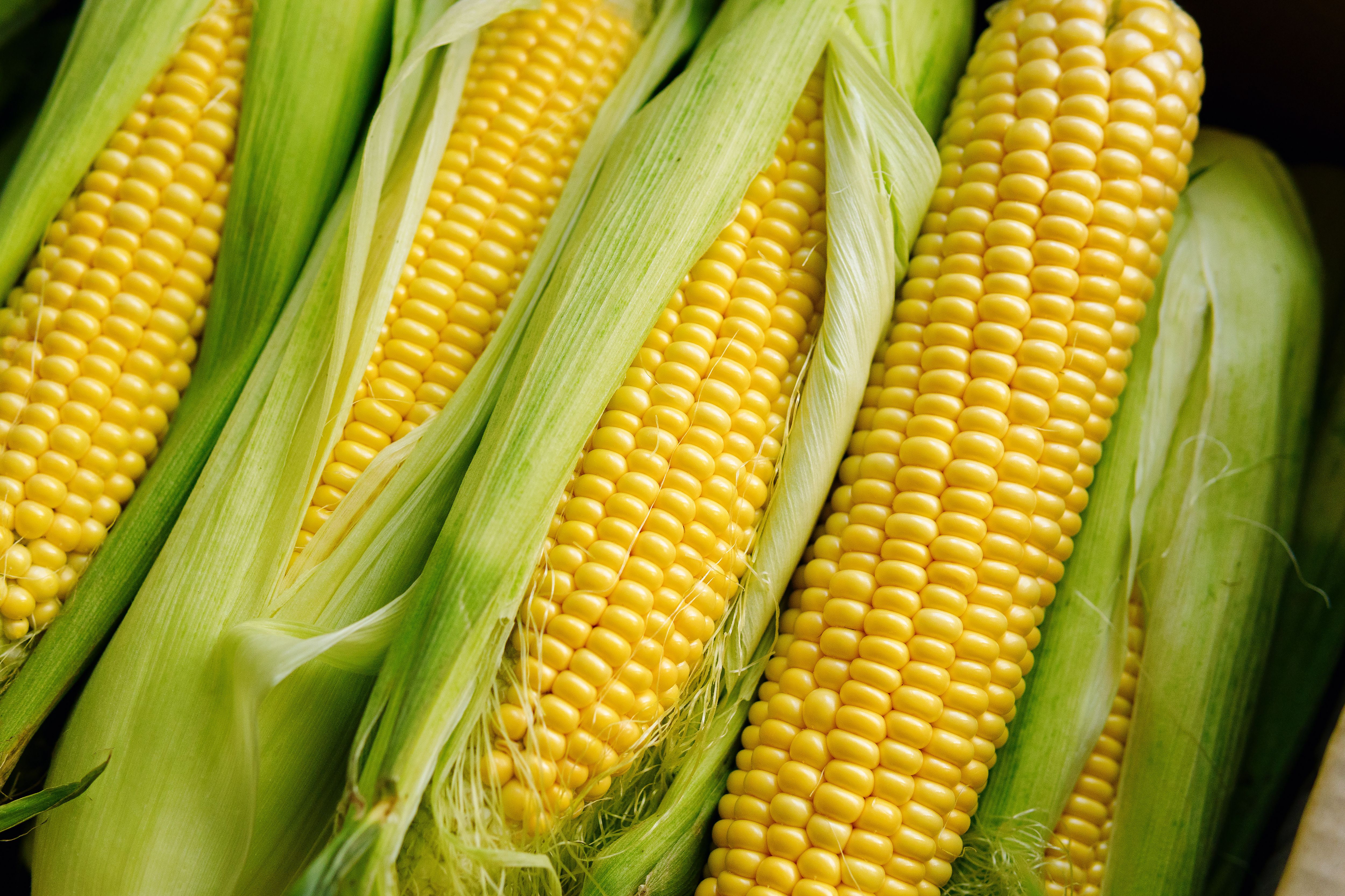 Fresh yellow corn cobs. Juicy fresh ears of corn harvest in the box. Summer and autumn harvest season. Delicious and healthy food. | Image Credit: © Infusorian - stock.adobe.com