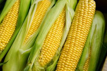 Fresh yellow corn cobs. Juicy fresh ears of corn harvest in the box. Summer and autumn harvest season. Delicious and healthy food. | Image Credit: © Infusorian - stock.adobe.com