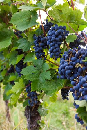 LC-MS Maps Grapevine Chemical Diversity