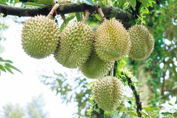 durian.jpg