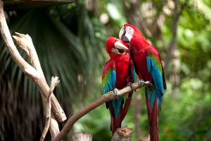 GC–MS Reveals Sex-Linked Scents in Macaws' Feathers