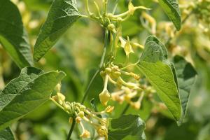 Aristolochia clematitis or European birthwort. Branch with yellow flowers and green leaves | Image Credit: © kazakovmaksim - stock.adobe.com
