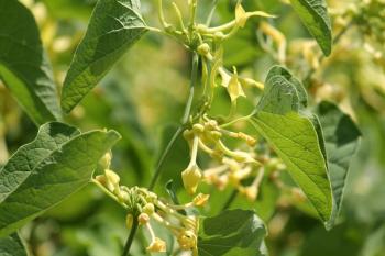 Aristolochia clematitis or European birthwort. Branch with yellow flowers and green leaves | Image Credit: © kazakovmaksim - stock.adobe.com
