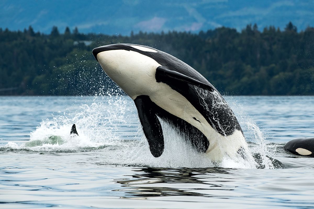 Analysis of Environmental Contaminants Accumulation in Orcas Using LC–MS/MS