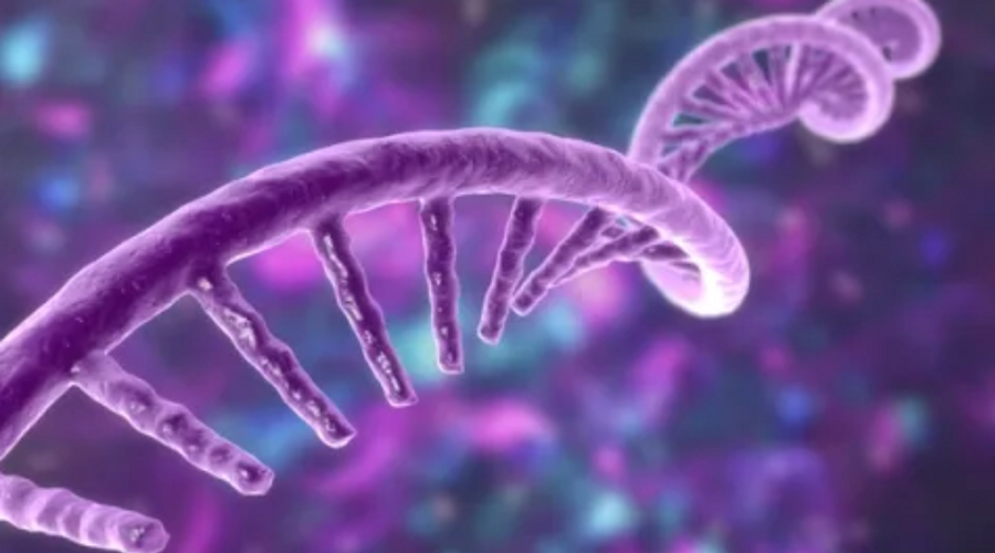 purple RNA strand