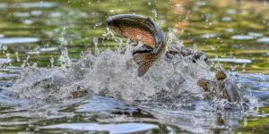 HPLC Confirms Creatine Uptake in Rainbow Trout