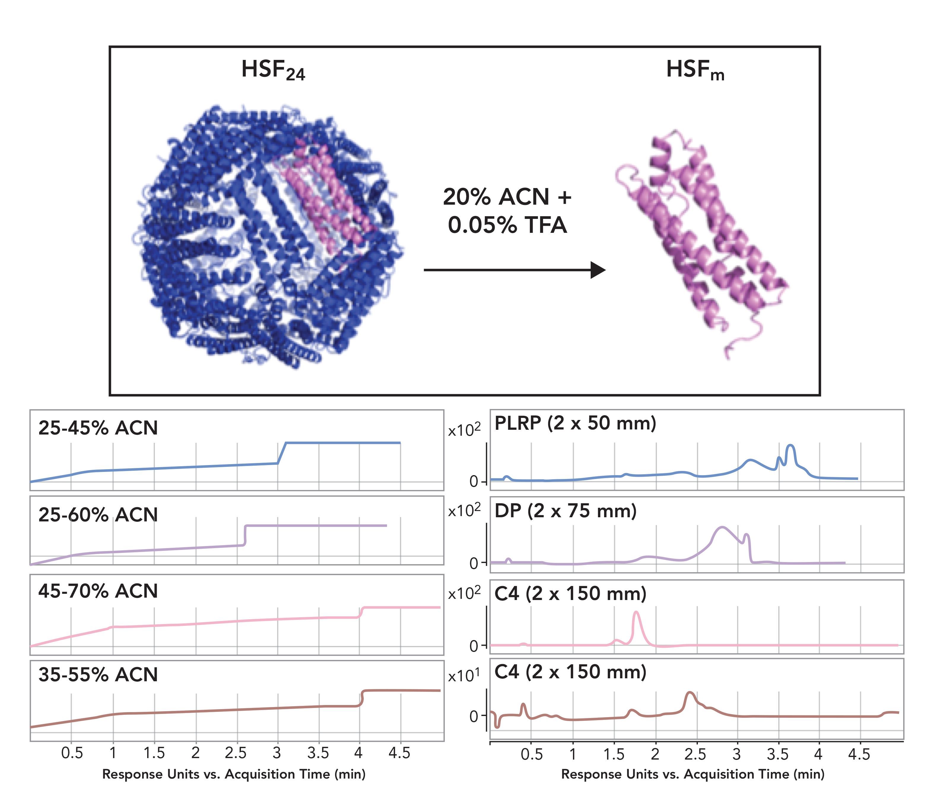 Ferritin As A Natural Protein Scaffold Building A Multivalent Ferritin Fab Conjugate