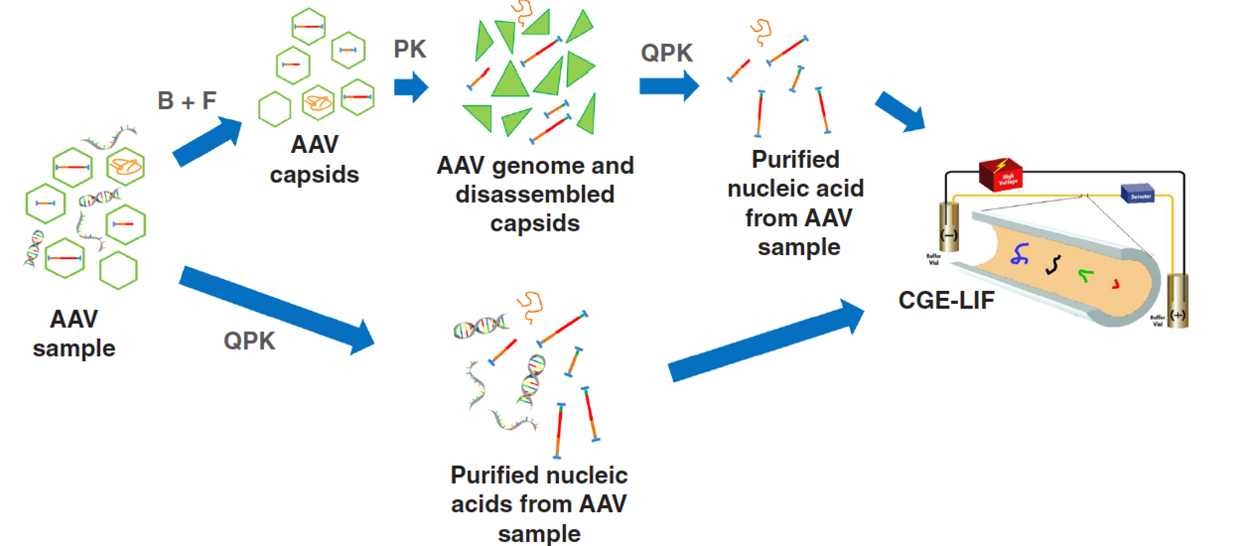 Aav Size Rapid Adeno-Associated Virus Genome Integrity Analysis by Capillary Gel ...