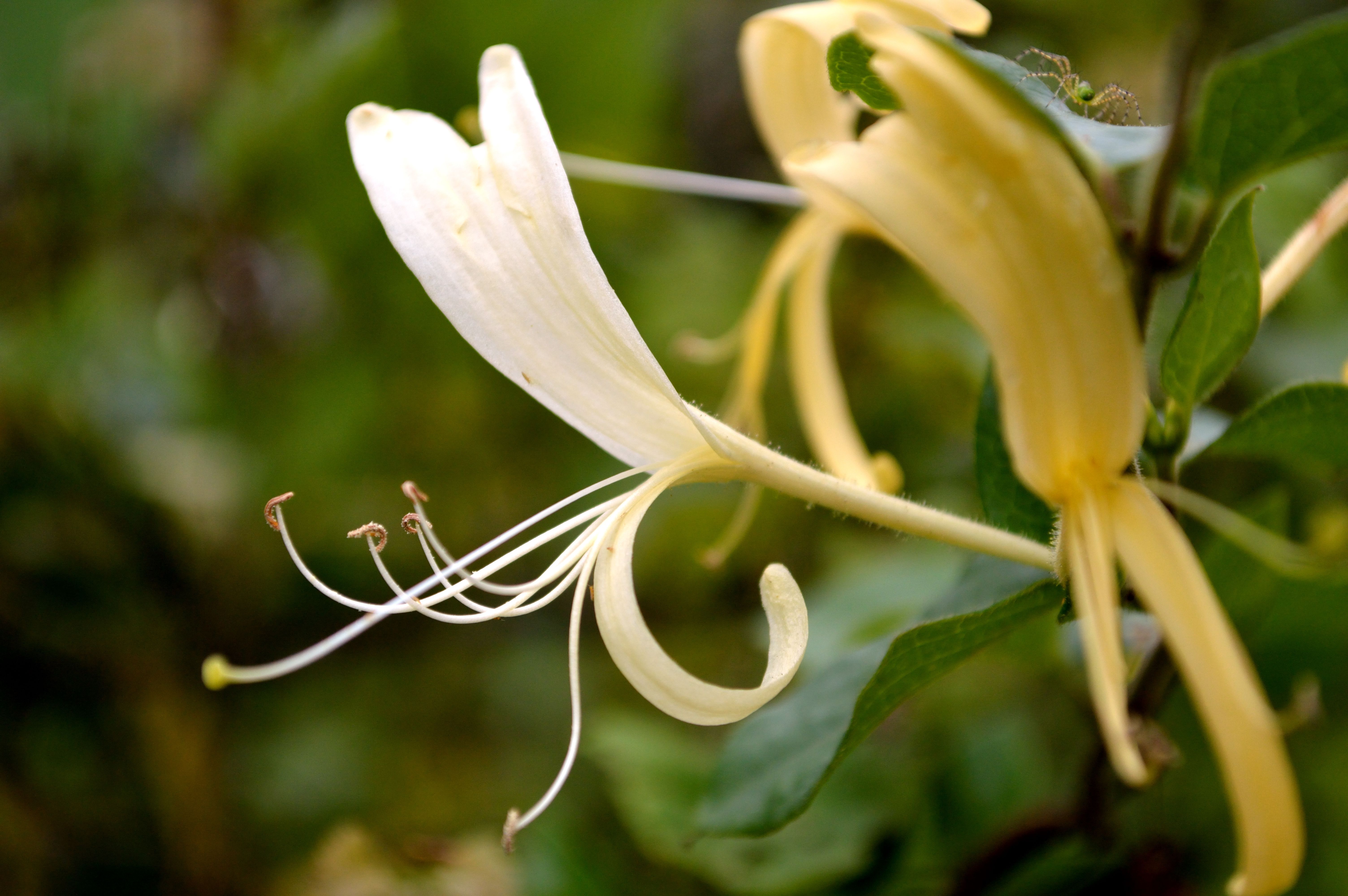 Lonicera japonica, or Japanese honeysuckle blooms, known for the sweet taste of their nectar. Spider crawling atop one of the leaves near the foreground | Image Credit: © victoria1988 - stock.adobe.com