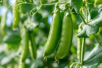 Chromatography Reveals Galactan's Role in Plant Cell Growth