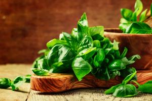 GC-MS Reveals Best Basil Varieties for Industry
