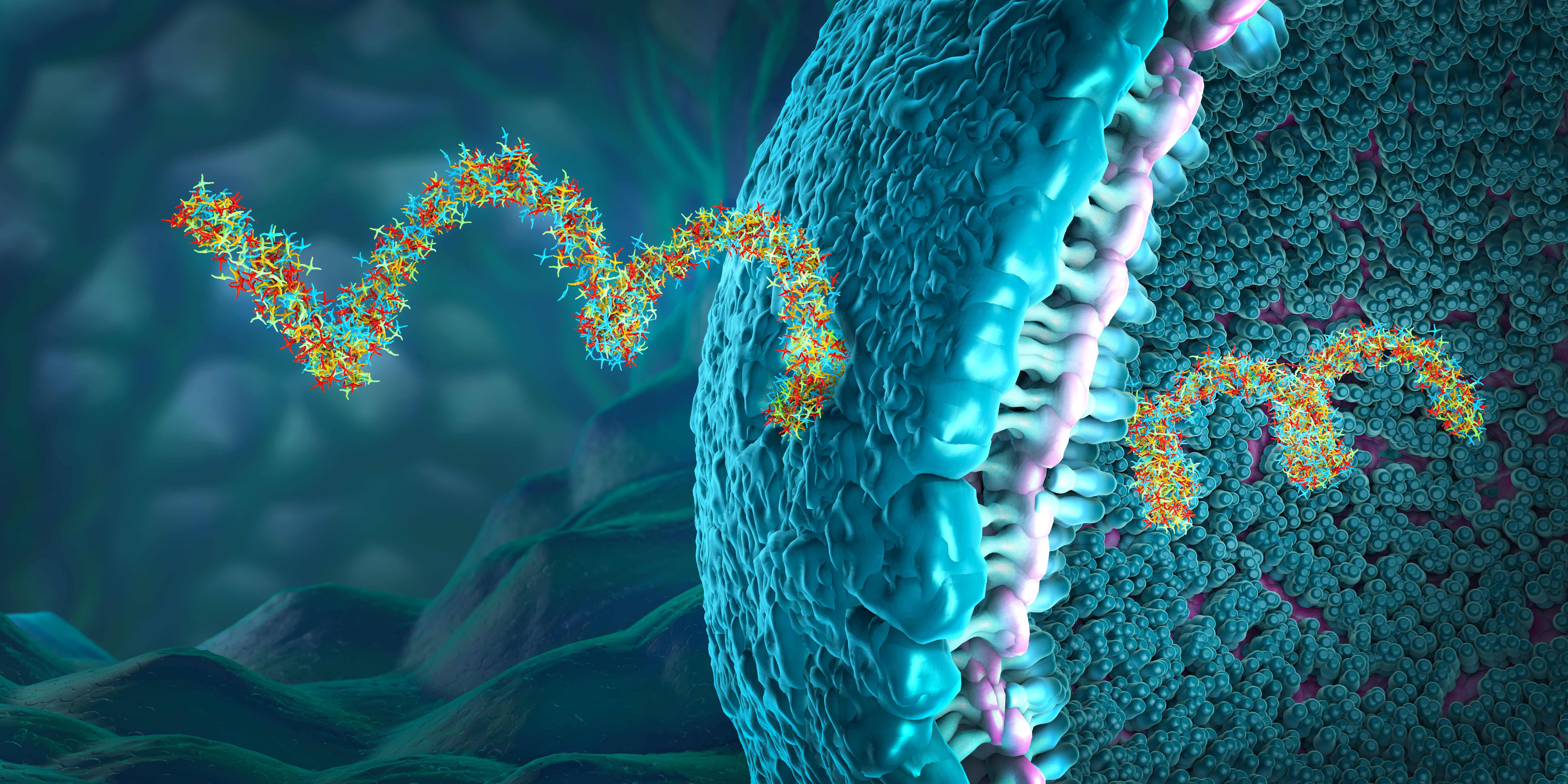 Ribonucleic acid strands consisting of nucleotides important for protein bio-synthesis entering cell wall | Image Credit: © Christoph Burgstedt - stock.adobe.com