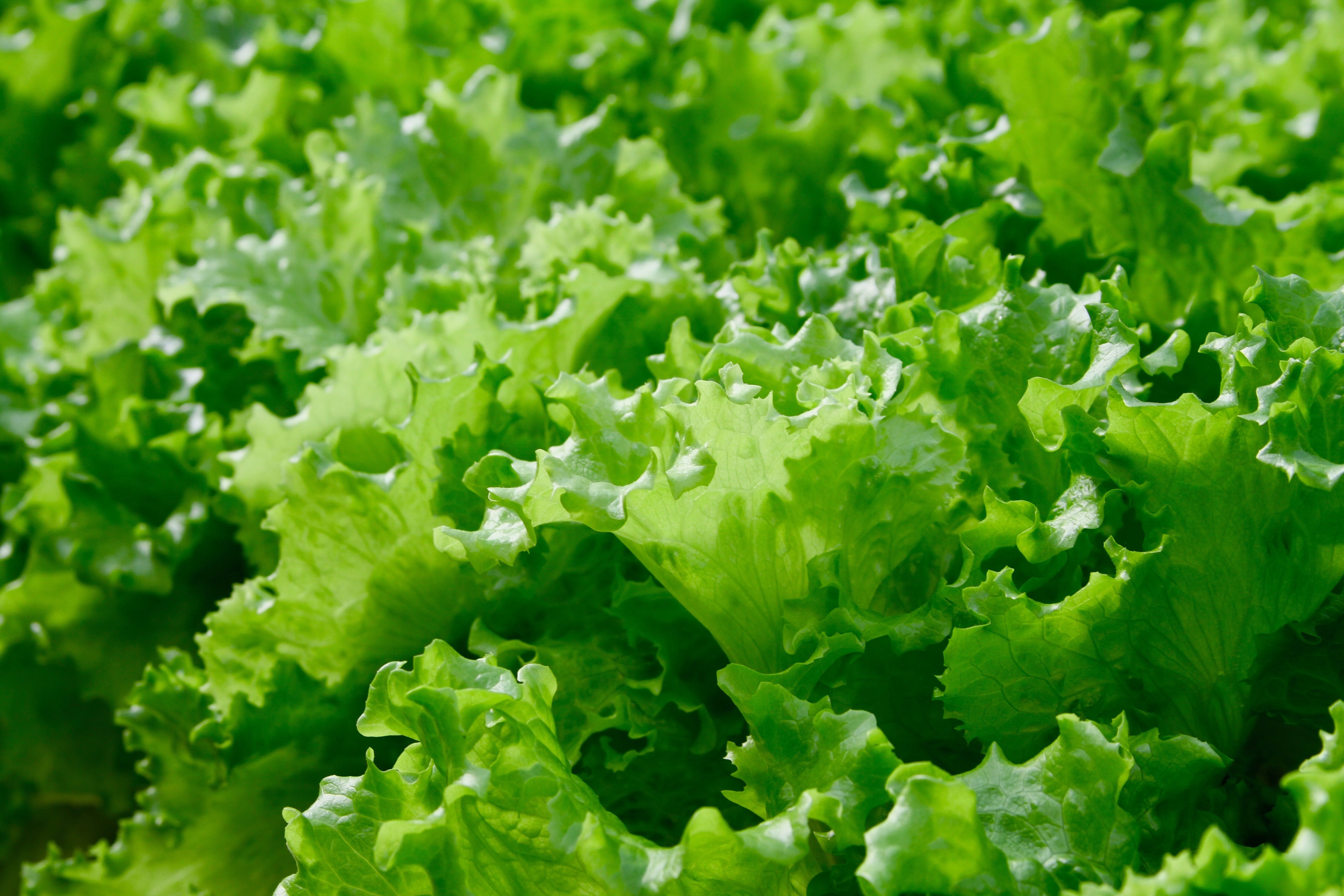 Fresh lettuce leaves, close up | Image Credit: © Daniel - stock.adobe.com