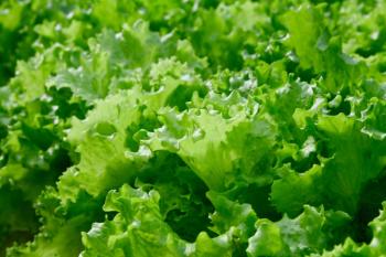 Fresh lettuce leaves, close up | Image Credit: © Daniel - stock.adobe.com