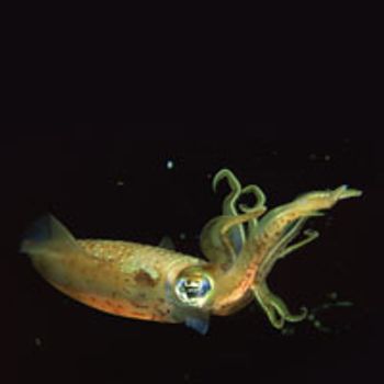 04squid-713414-1408621768457.jpg