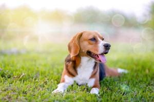LC–MS/MS Tracks Gel-Delivered Bupivacaine in Dogs