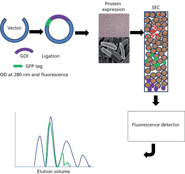 Fsec Probe Fluorescence-Detection Size-Exclusion Chromatography — An Analytical ...