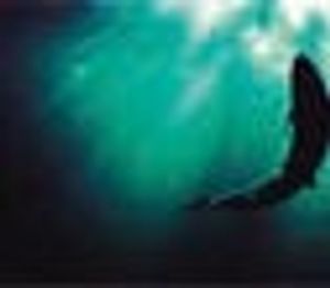 Rapid Sample Preparation and Fast GC–MS–MS for the Analysis of Pesticides and Environmental Contaminants in Fish