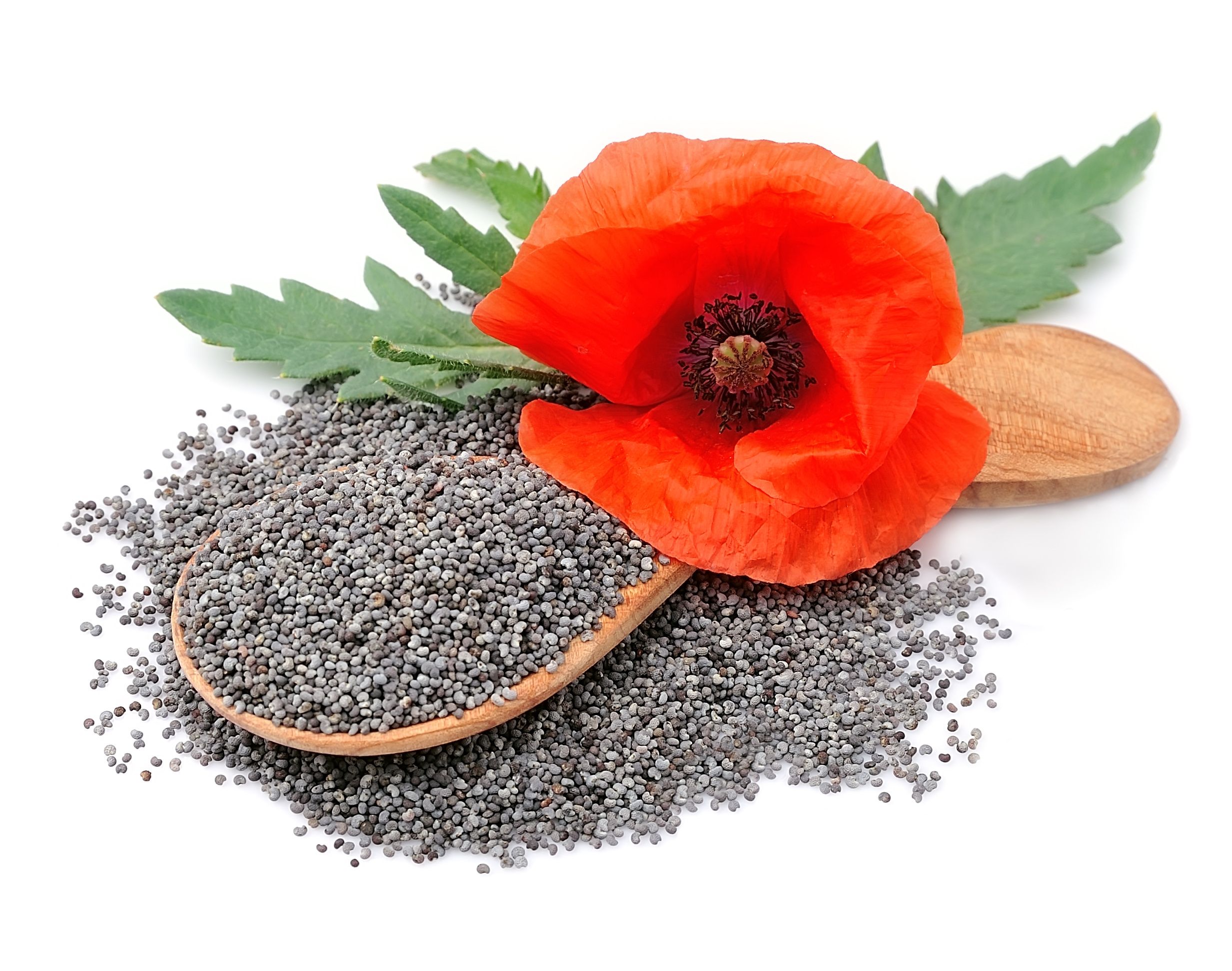 Poppy seed with poppy flowers | Image Credit: © margo555 - stock.adobe.com