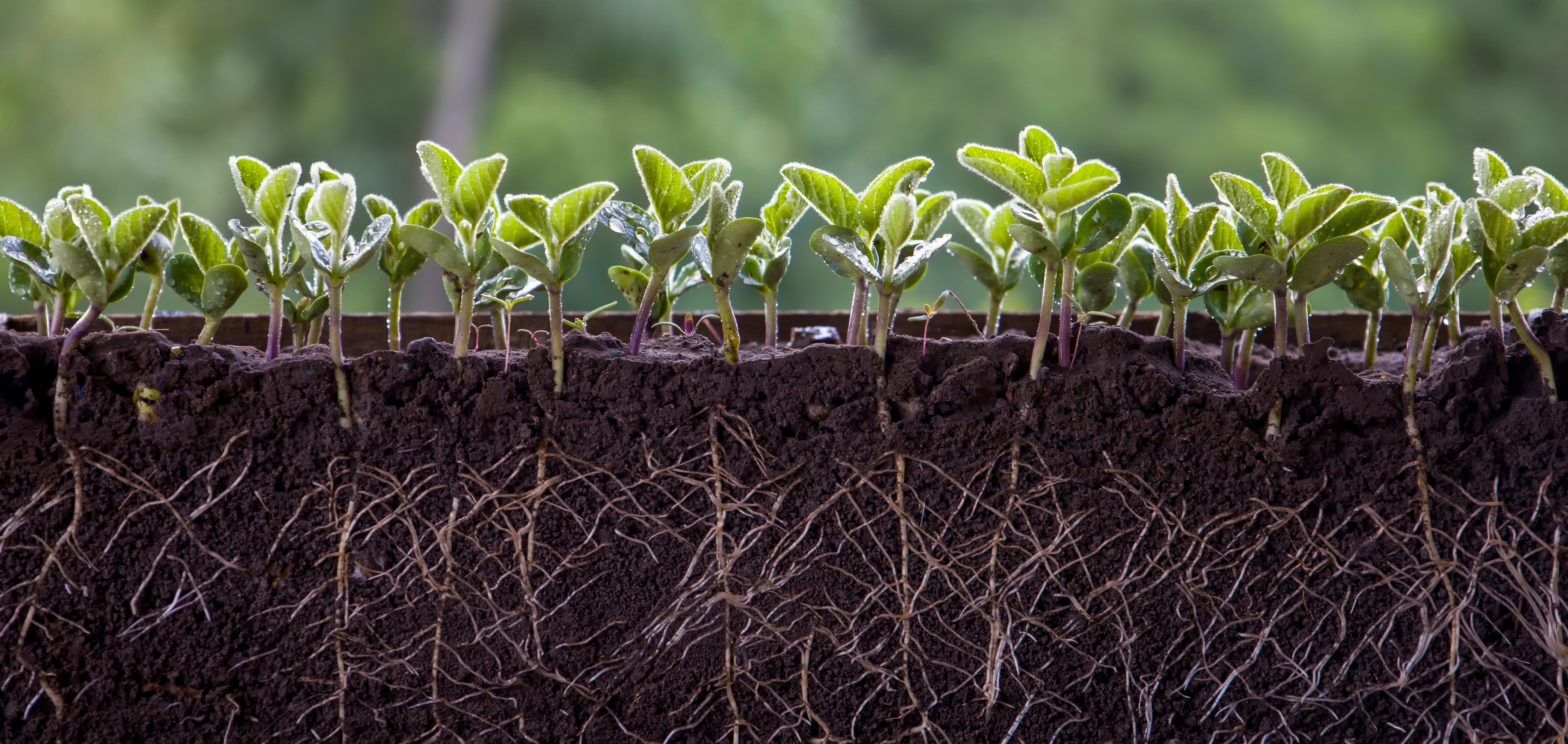 Fresh green soybean plants with roots | Image Credit: © Олег Мальшаков - stock.adobe.com