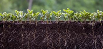 Fresh green soybean plants with roots | Image Credit: © Олег Мальшаков - stock.adobe.com