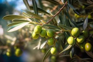 LC-MS/MS Detects Antibiotics in Olive Grove Soil