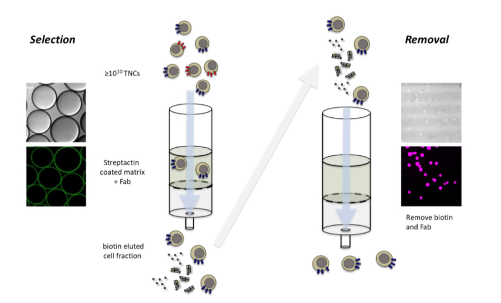 Hot Topics in HPLC, Part VI Chromatographic Innovations