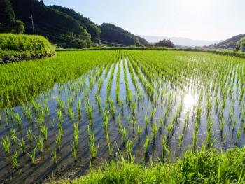 UHPLC–MS/MS Tracks Flonicamid's Fate in Rice Paddies